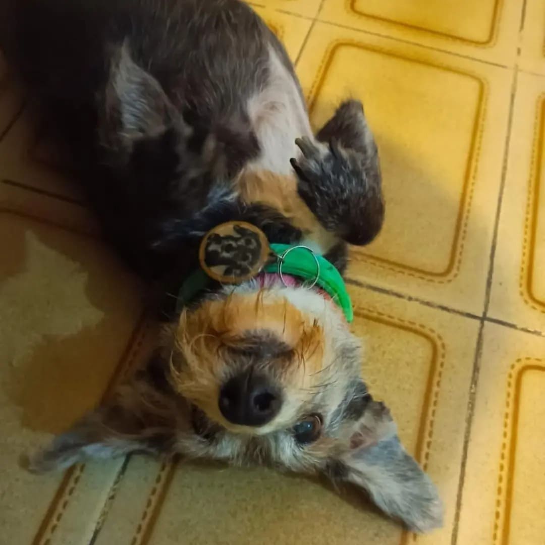 Retrato en micro bordado mascotas perro
